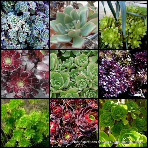 Aeonium Mixed x 10 Plants 4 Different Types Rosette Succulents Pinwheel Hardy Rockery Border Balcony Patio Pot Flowering Shrubs Wedding Gift Joy Bonbonniere